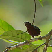 Chestnut-breasted Nigrita