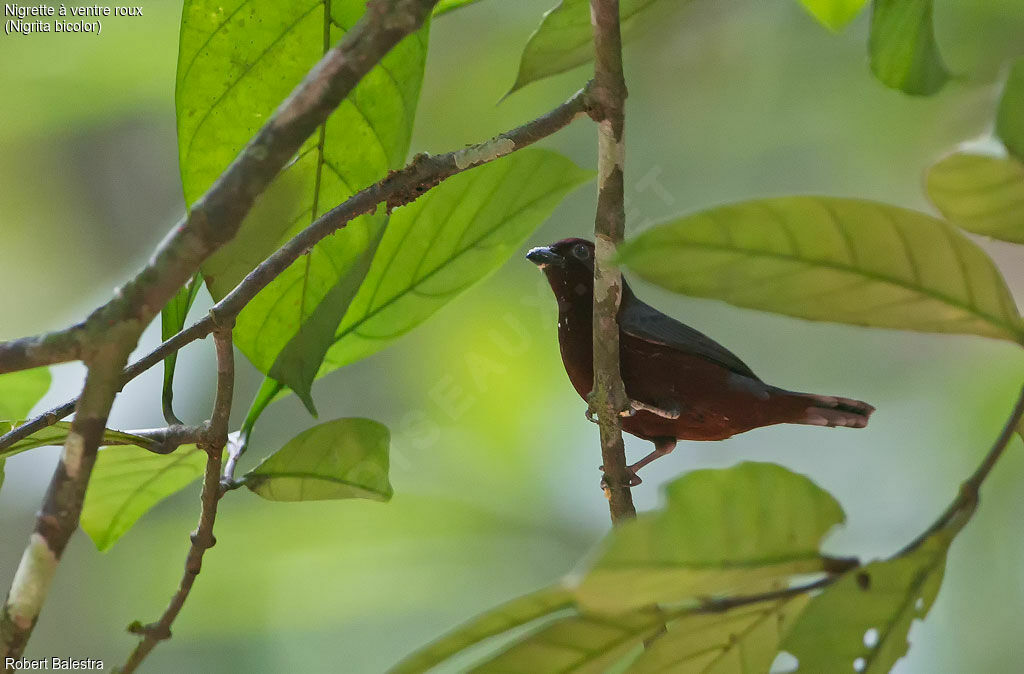 Chestnut-breasted Nigrita