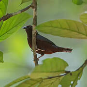 Chestnut-breasted Nigrita