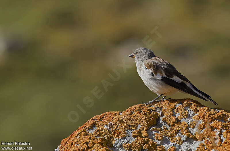 White-winged Snowfinchadult, identification