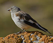 White-winged Snowfinch