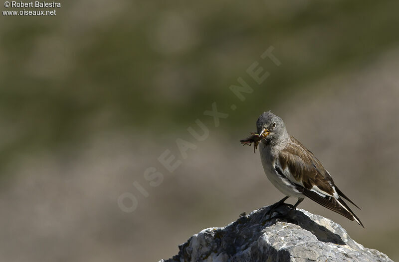 White-winged Snowfinchadult