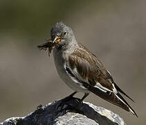 White-winged Snowfinch