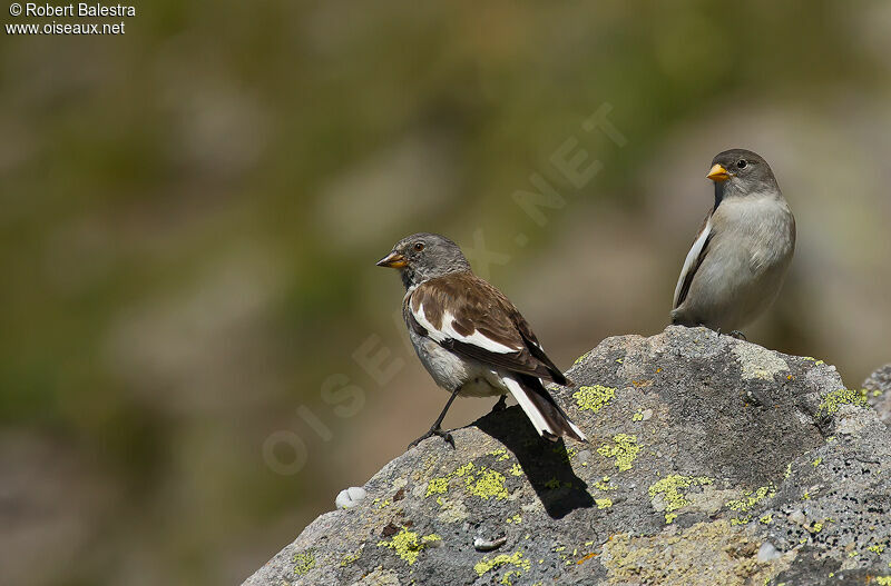 White-winged Snowfinchjuvenile