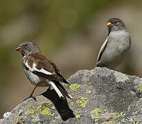 White-winged Snowfinch