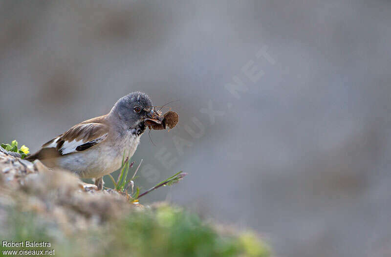 Niverolle alpine mâle adulte nuptial, régime, pêche/chasse