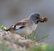 White-winged Snowfinch