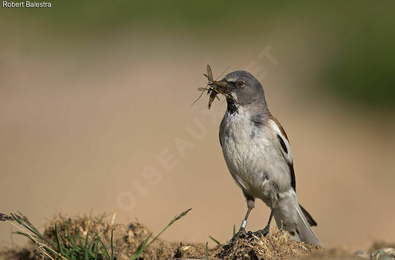 White-winged Snowfinch