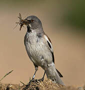 White-winged Snowfinch