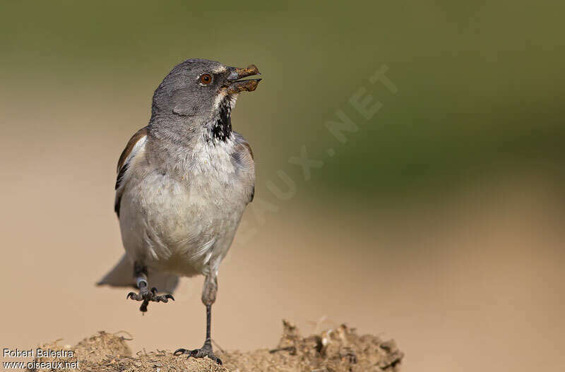 White-winged Snowfinchadult, Behaviour