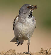 White-winged Snowfinch