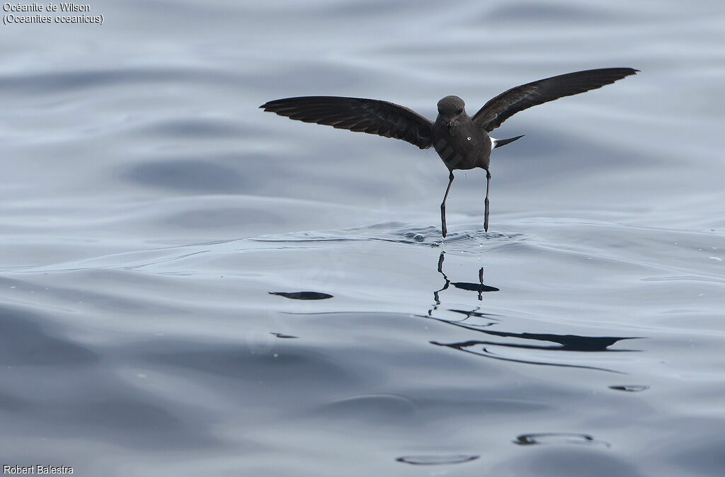 Wilson's Storm Petrel