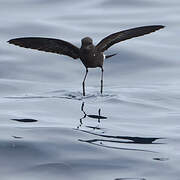 Wilson's Storm Petrel