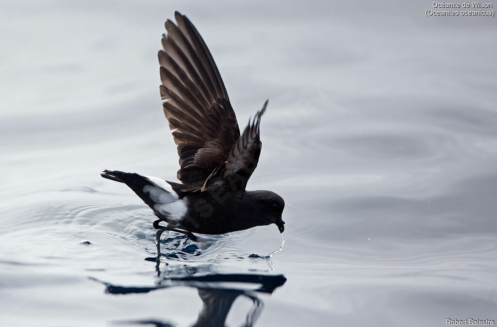 Wilson's Storm Petrel