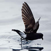 Wilson's Storm Petrel