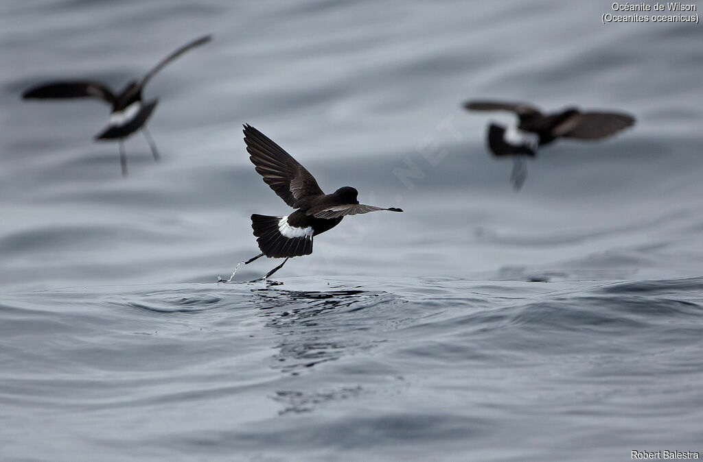 Wilson's Storm Petrel