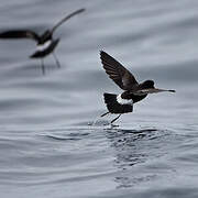 Wilson's Storm Petrel