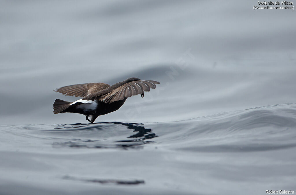 Wilson's Storm Petrel