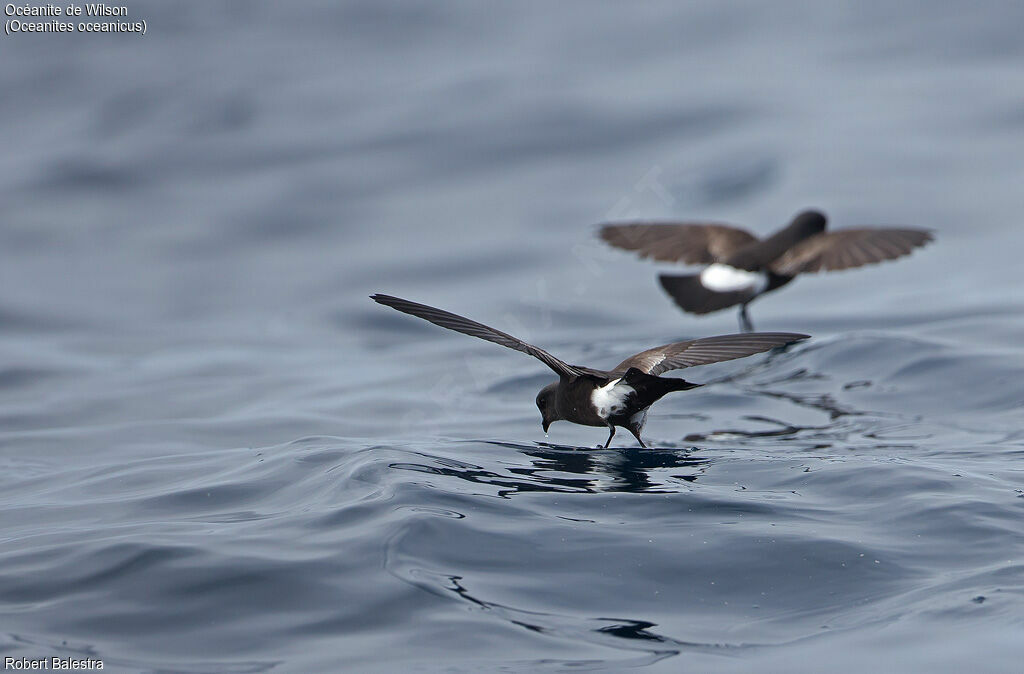 Wilson's Storm Petrel