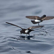 Wilson's Storm Petrel