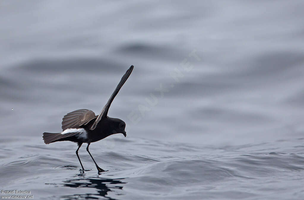 Wilson's Storm Petreladult, Flight, fishing/hunting