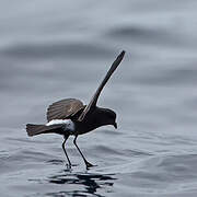 Wilson's Storm Petrel