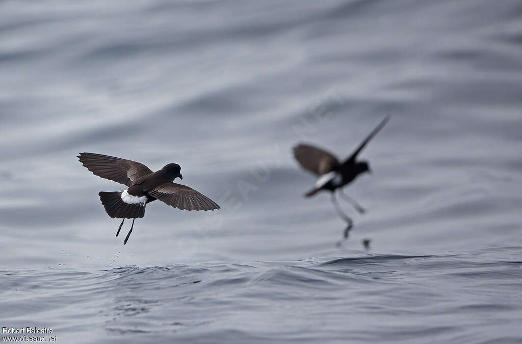 Wilson's Storm Petreladult, identification, Flight