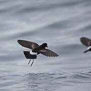 Wilson's Storm Petrel