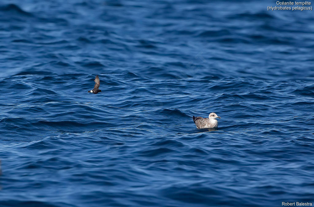 European Storm Petrel