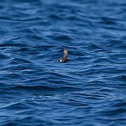 European Storm Petrel