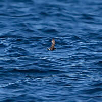 Océanite tempête