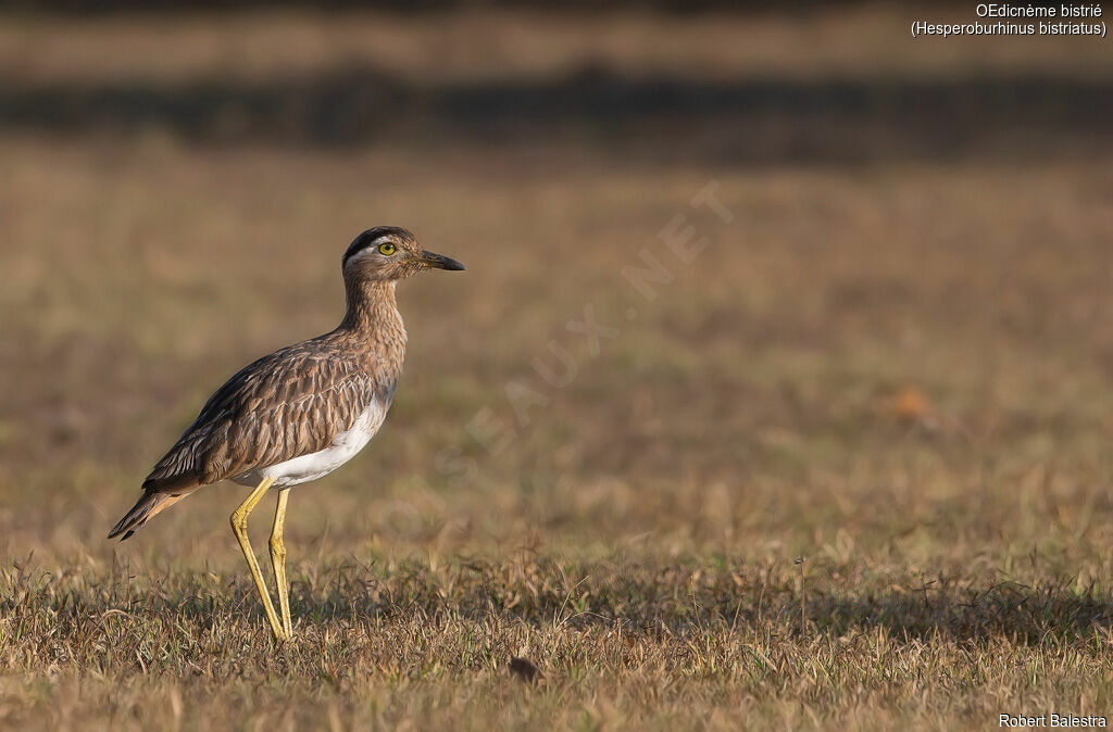 Double-striped Thick-knee