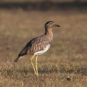 Double-striped Thick-knee