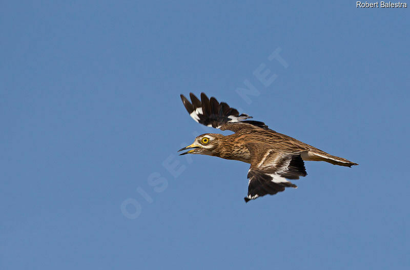 Eurasian Stone-curlew