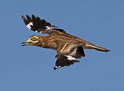 Eurasian Stone-curlew