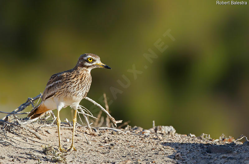 Eurasian Stone-curlew