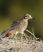 Eurasian Stone-curlew