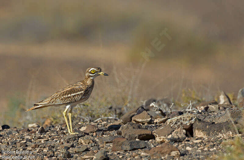 Eurasian Stone-curlew, identification