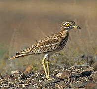 Eurasian Stone-curlew