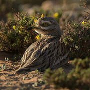 Eurasian Stone-curlew