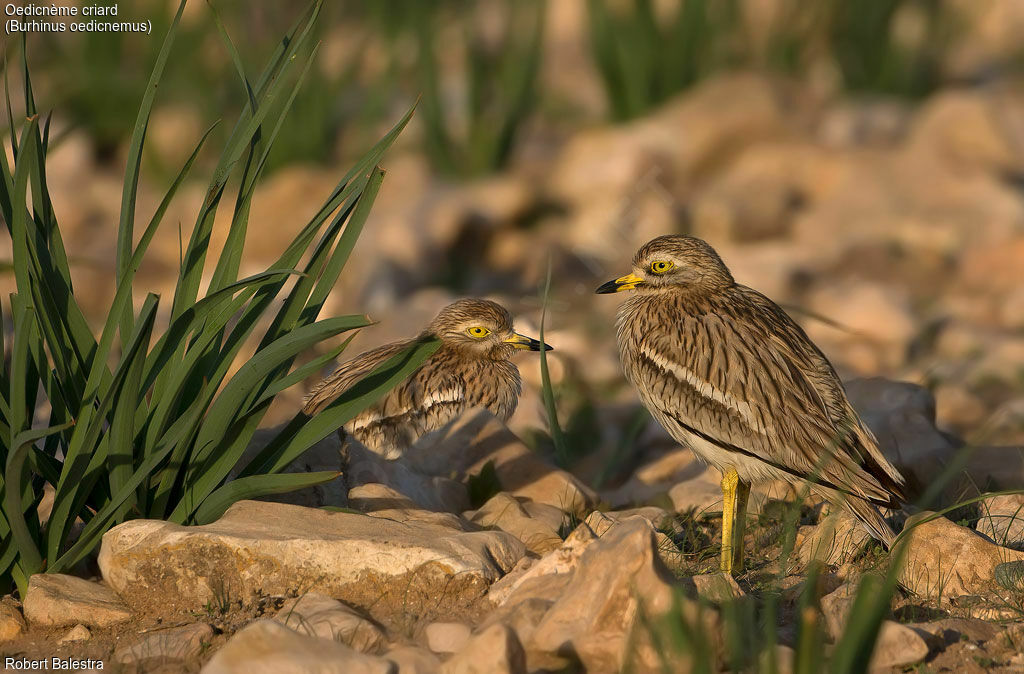 Eurasian Stone-curlew