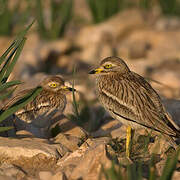 Eurasian Stone-curlew