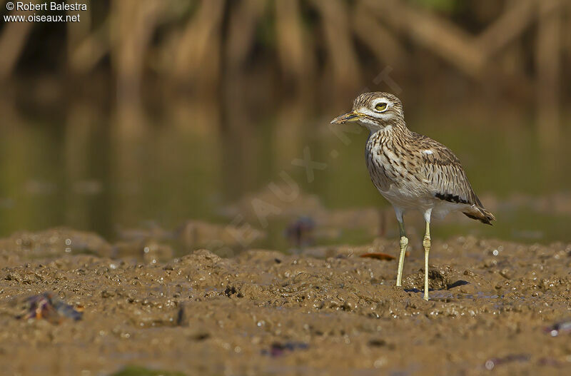 Senegal Thick-knee