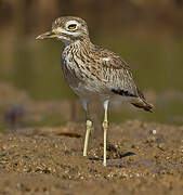 Senegal Thick-knee