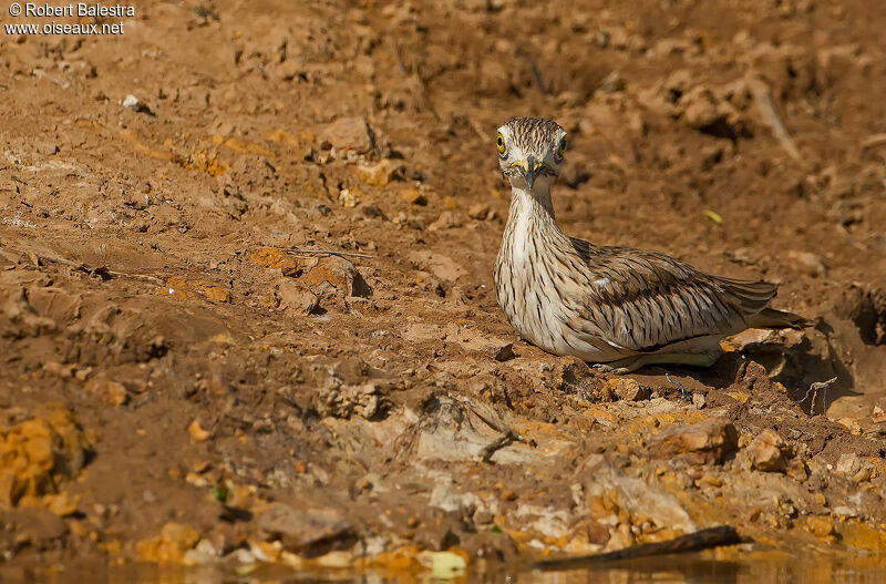 Senegal Thick-knee