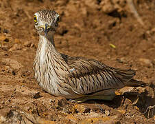 Senegal Thick-knee