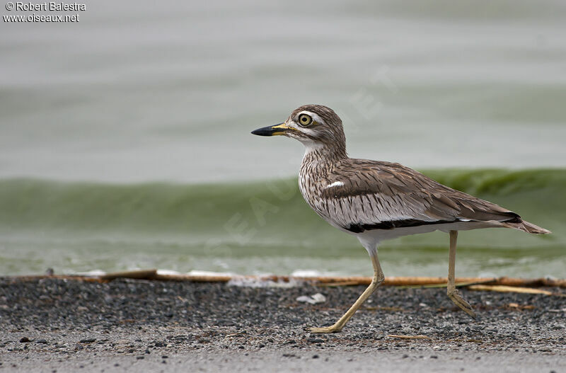 Senegal Thick-knee