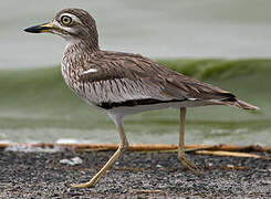 Senegal Thick-knee