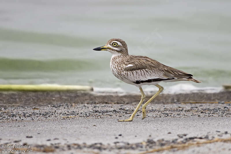 Senegal Thick-knee, identification