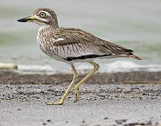 Senegal Thick-knee